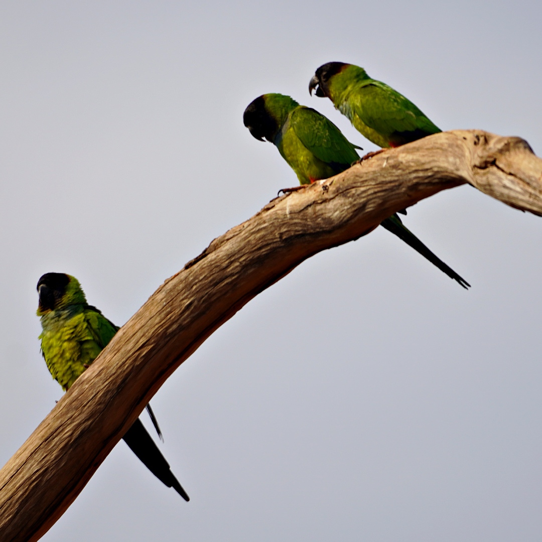 SnowAndCurt's tweet photo. Birds of the Pantanal... If you love wildlife, especially birds, the Pantanal is a bucket list destination! Join us for one last look at the wildlife in this region over on YouTube. https://t.co/8p6sdtGT0L

#vanlife #snowandcurt #fulltimetravel #pantanal #brazil https://t.co/Hr18fiQ1aP