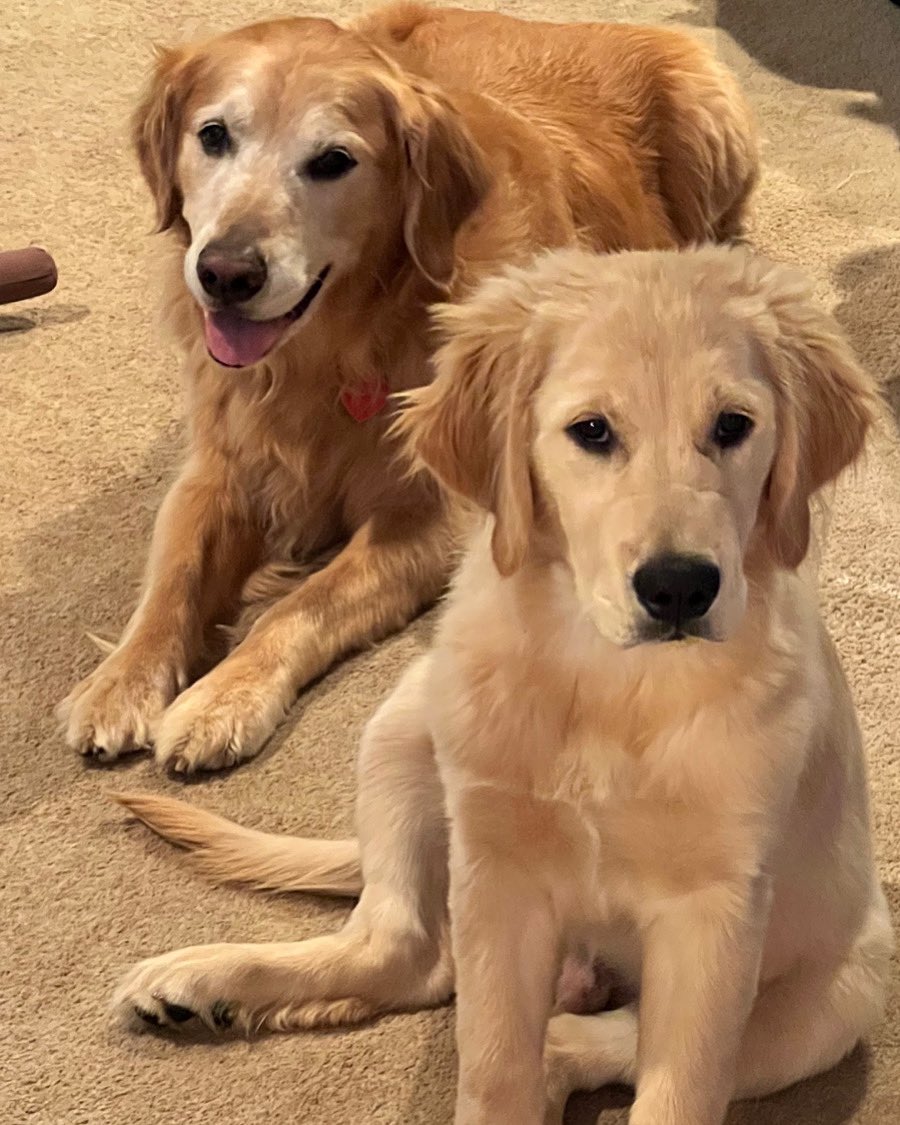 As usual, I am the handsome smiling one. Have a pawsome day! 🐾 #codychase #goldenretrieverpuppy #GoldenRetrievers