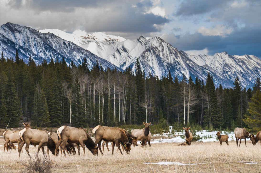 ⚠️REMINDER: Rutting season is still underway in Banff National Park!

👉Give elk the space they need. Keep at least 30 metres between yourself and elk at all times. ✨Your actions matter.

Learn more: ow.ly/3F8J50KWp3w