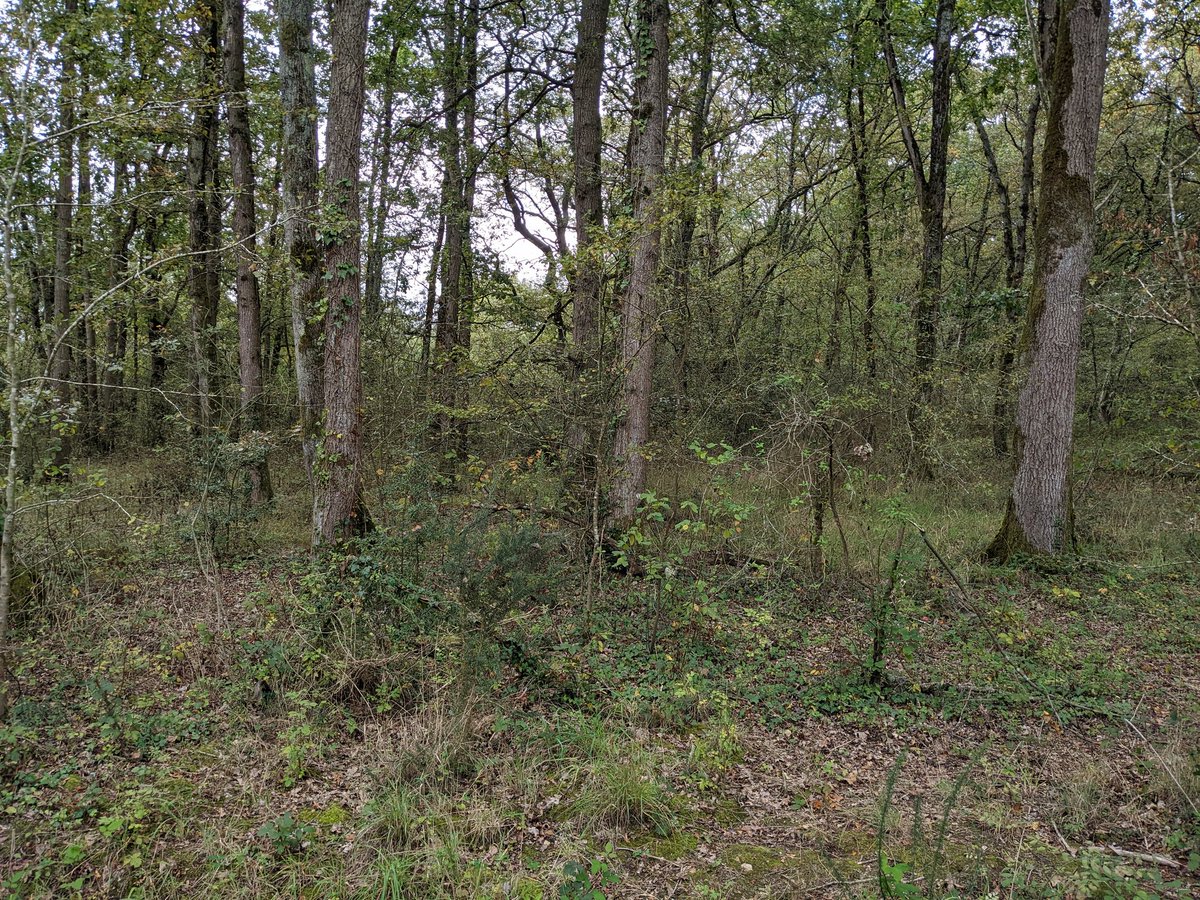 Some fabulous #vegetarian #HealthyFood sets <a href="/_EURING/">EURING</a> participants up for a short lunchtime stroll through some woodland - with understory layers - a bit of a surprise for those of us from areas with higher deer populations! #conservation #wildlife #ecology #BirdRinging