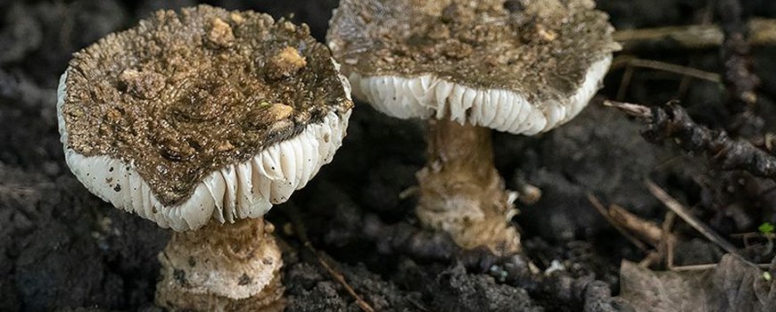 Geheimzinnige Zwarte amaniet aangetroffen in Polderpark Cronestein te Leiden dlvr.it/SZY4t6