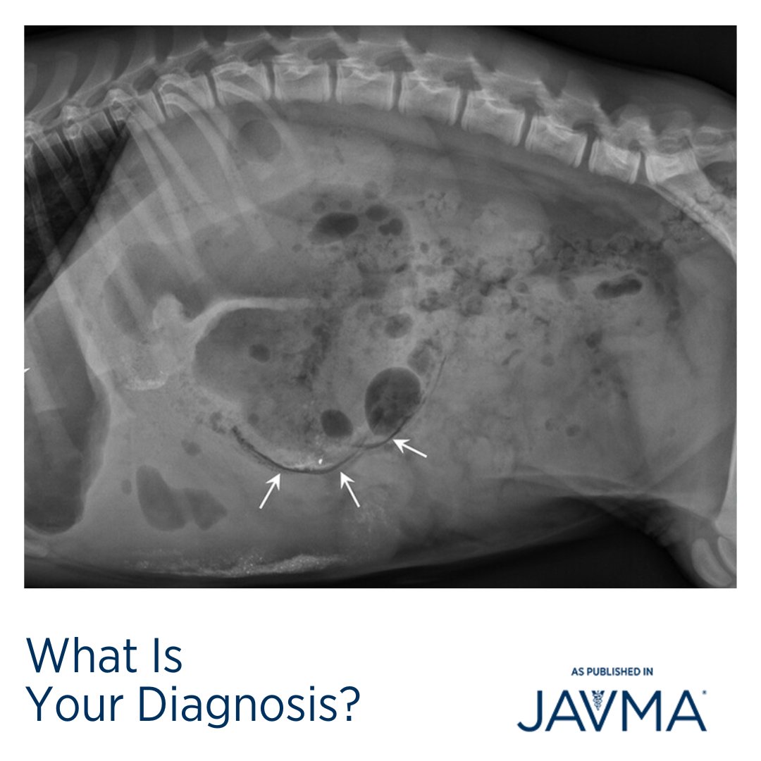 AVMAJAVMA's tweet photo. #WIYD A 4-week-old 5.5-kg sexually intact male Nigerian Dwarf goat kid was presented for initial evaluation of vocalization, restlessness, and suspected #stranguria. What are your differential diagnoses? Full case: https://t.co/8GwvsvtFZU @TheACVR @TheACVS @UFVetMed https://t.co/iALv05tvRw