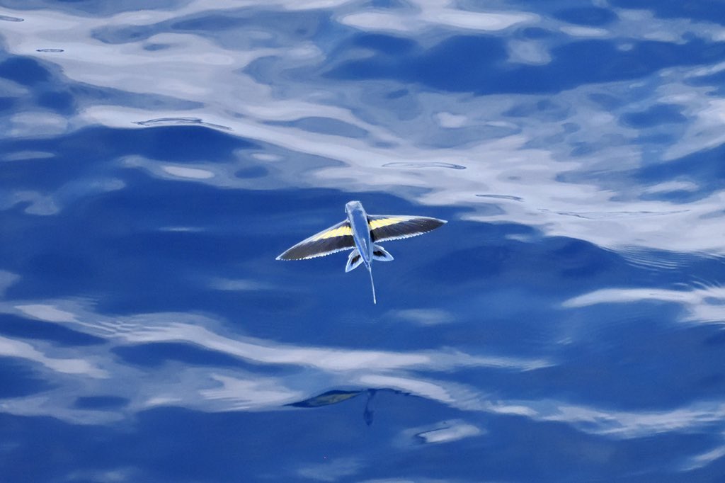 FishGuyKai's tweet photo. Most species of flying fishes are typical of open water pelagic species in that they are uniformly blue. Some species, especially those in the genus Cheilopogon, can have ornate fins with colorful markings! https://t.co/oqXMIeAOK2