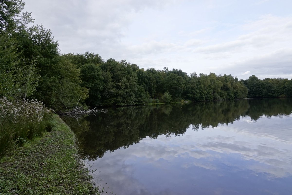 fotoaufnahme's tweet image. Der #Rotbach in Dinslaken führt nach der trockenen Zeit im Sommer wieder normalen Wasserstand. Der Rotbachsee ist gestaut und beeinflusst somit den Pegelstand für den unterhalb des Sees fließenden Rotbach. #Natur #Gewässer #NRW