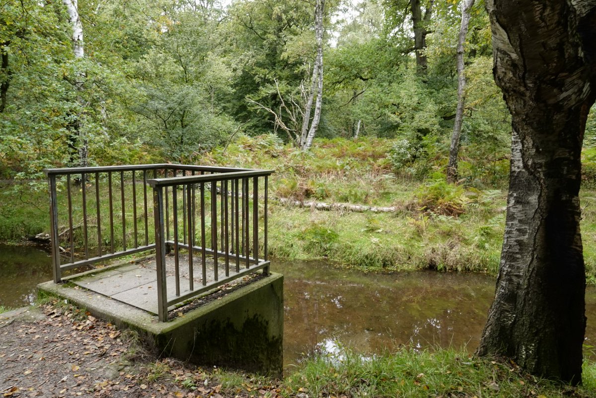 fotoaufnahme's tweet image. Der #Rotbach in Dinslaken führt nach der trockenen Zeit im Sommer wieder normalen Wasserstand. Der Rotbachsee ist gestaut und beeinflusst somit den Pegelstand für den unterhalb des Sees fließenden Rotbach. #Natur #Gewässer #NRW