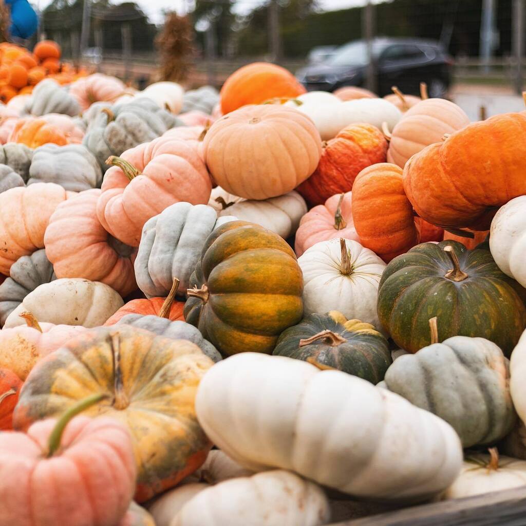 ericamango_'s tweet photo. π p u m p k i n s π
#pumpkinpicking #longislandny #luckytolivehere #hamptons #longislandlife #pumpkineverything #exploreliny #discoverlongisland #fallactivities #iloveny #teamcanon #fallphotography #octobervibes #moodygram #aov10k #longislandphotography @hankspumpkintown https://t.co/3TVHvpKgRR