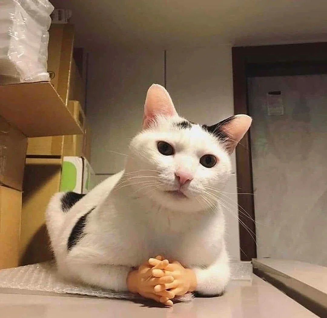 WholesomeMeme's tweet photo. https://t.co/mcWXCeihlZ