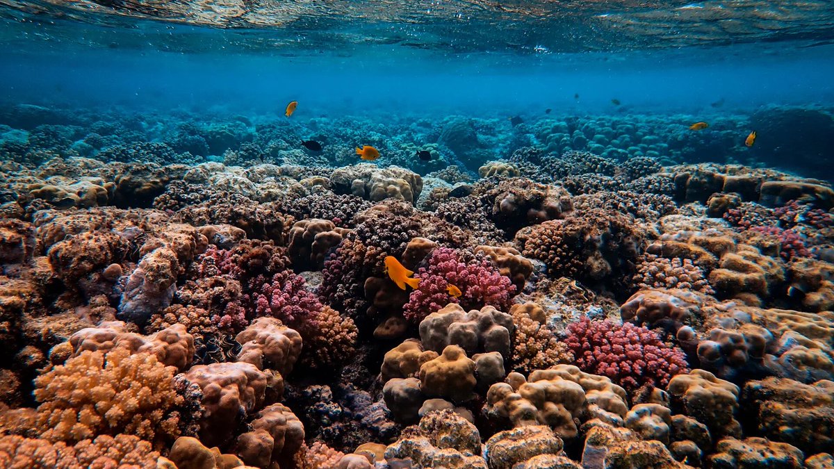 Good4Good_'s tweet photo. #NoticiasG4GDiarias | Nace #OceanShot, proyecto pionero en restauración de arrecifes de coral creado por la bióloga marina Deborah Brosnan @deborahbrosnan y John Paul DeJoria que ha comenzado a operar en #AntiguayBarbuda
🌎 Visita nuestra web https://t.co/LoEwumGxk4 https://t.co/b2Xg6pcG1L