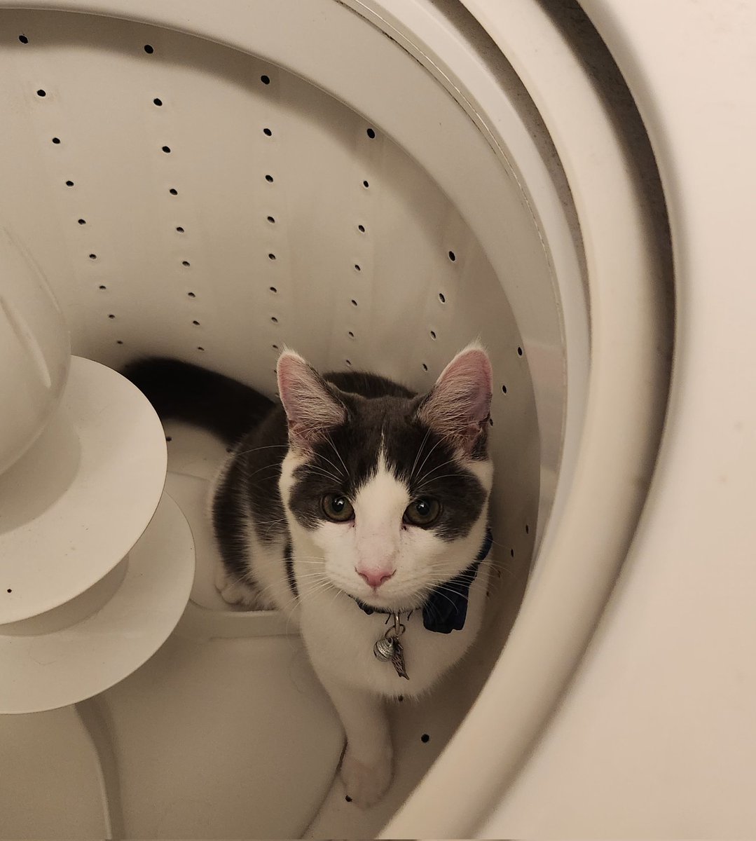 Flamingle7's tweet photo. Ashton is ready for a bath I guess 🤣 #CleanKitty https://t.co/ZJT5bfLxX8