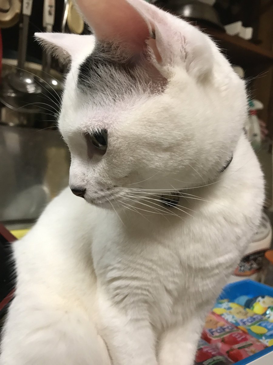 ꙳★*゚猫組 tweet media