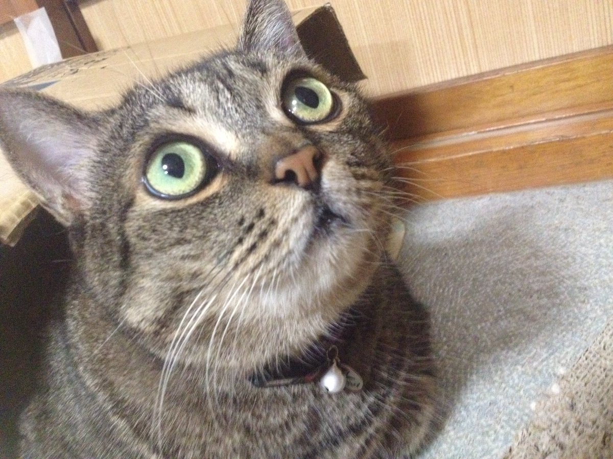 ꙳★*゚猫組 tweet media