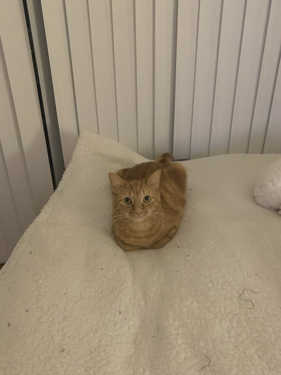 Anna8Sofia's tweet photo. Cat loaf on a bed. https://t.co/Xscx0c1f8S