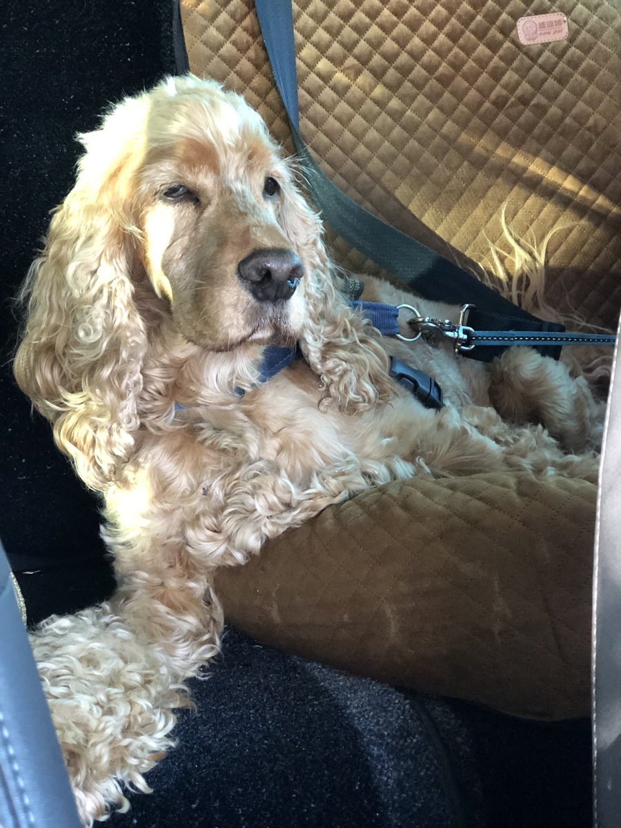 CelebrationOfDogs tweet media