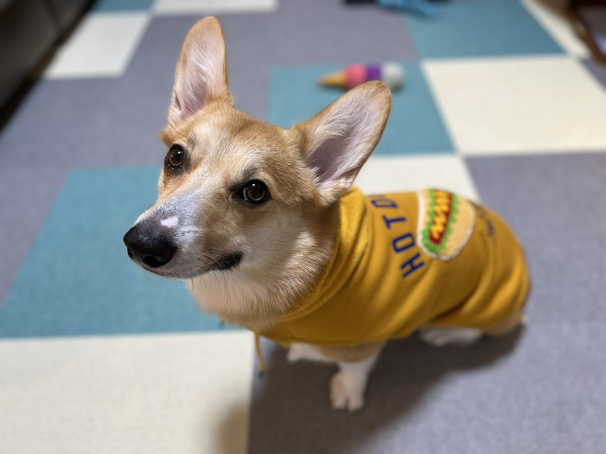 はるみん様♡ウェルシュコーギー ハロウィン オブジェ♡ はるみん様♡ウェルシュコーギー ハロウィン オブジェ
