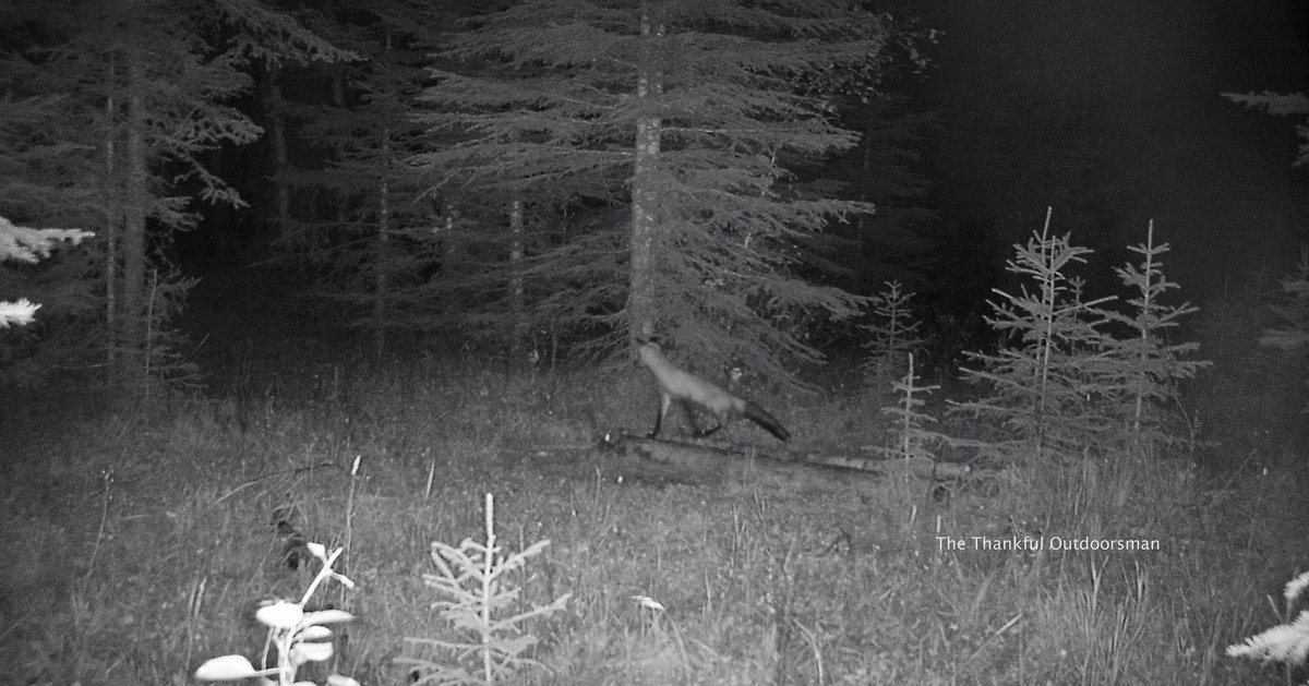 Cougar, wolf &amp; fox; it’s a busy spot.