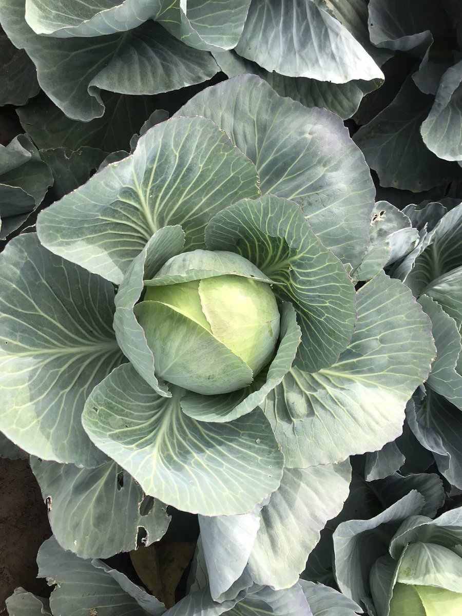 Dirk Jansen tweet media