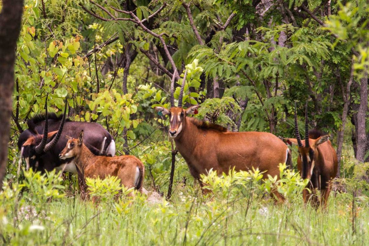 The 'giant' adjective is only referring to the size of the horns, not being this subspecies more corpulent than the remaining subspecies of #SableAntelope. Regarding colour, only the adult male turns black, while the adult females are dark brown and the cubes lighter brown.