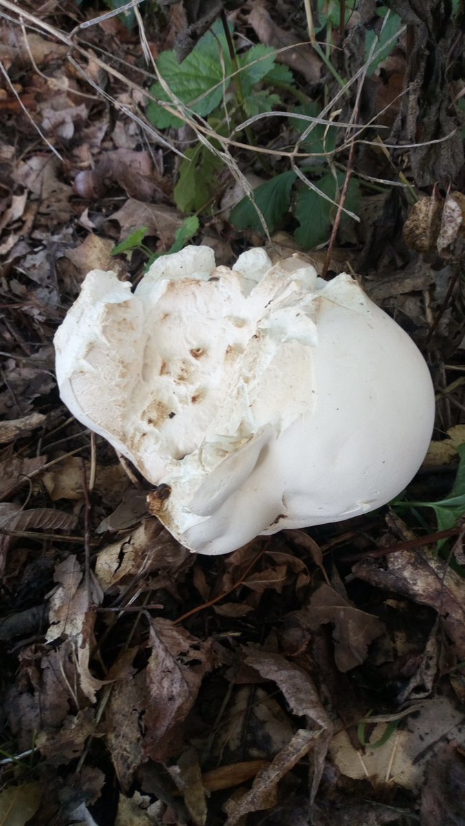 Somebody ate my dinner. #Riesenbovist #CalvatiaGigantea #GiantPuffball #Pilze #Mushroom #Fungi