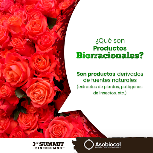 asobiocol's tweet photo. Biorracional es sencillamente un tratamiento biológico para evitar y frenar la reproducción de una plaga.
#Asobiocol #Suelos #Agriculturasostenible #Bioinsumos #Sectoragroexportador #AgriculturaConsciente #Controldeplagasyenfermedades #elicitores #cultivossanos https://t.co/bB25DqQyYP