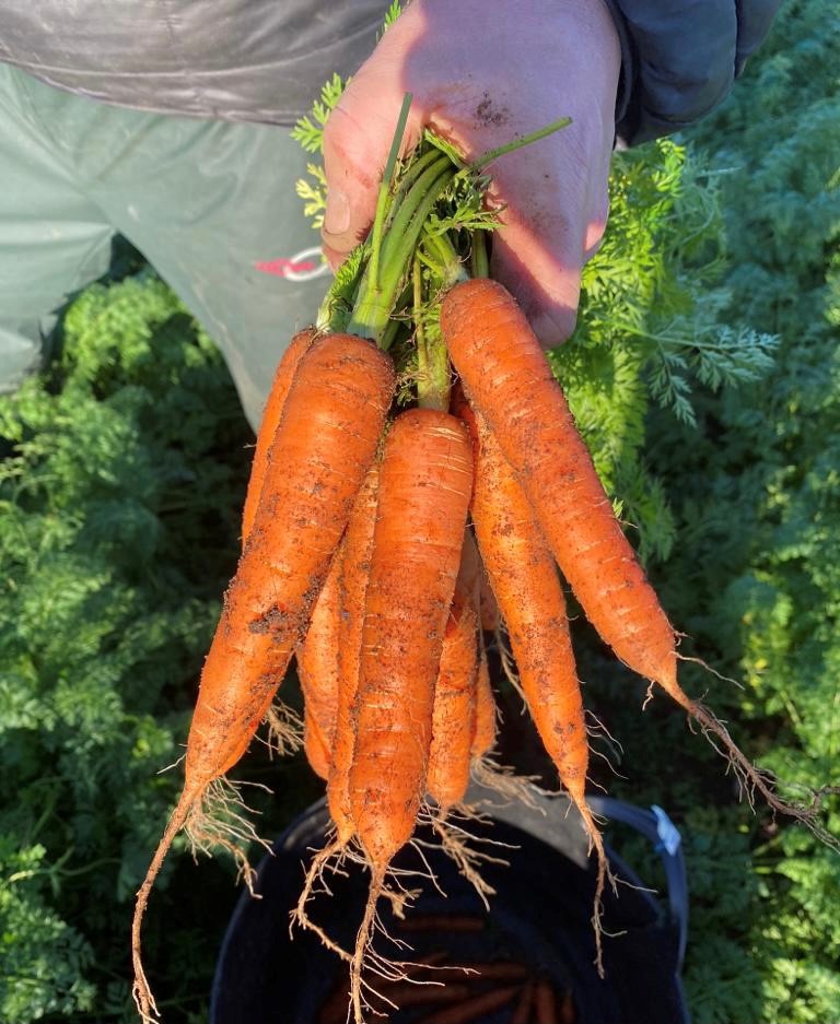 Agility Agriculture (@agility_ag) on Twitter photo A busy day in the field today, assessing <a href="/TakiiEurope/">Takii Europe</a> carrots before we head to the <a href="/CarrotGrowers/">British Carrot Growers Association</a> Open Day tomorrow. #excitingtimes <a href="/BritishGrowers/">British Growers</a> <a href="/VegPowerUK/">Veg Power</a> #carrots A busy day in the field today, assessing <a href="/TakiiEurope/">Takii Europe</a> carrots before we head to the <a href="/CarrotGrowers/">British Carrot Growers Association</a> Open Day tomorrow. #excitingtimes <a href="/BritishGrowers/">British Growers</a> <a href="/VegPowerUK/">Veg Power</a> #carrots