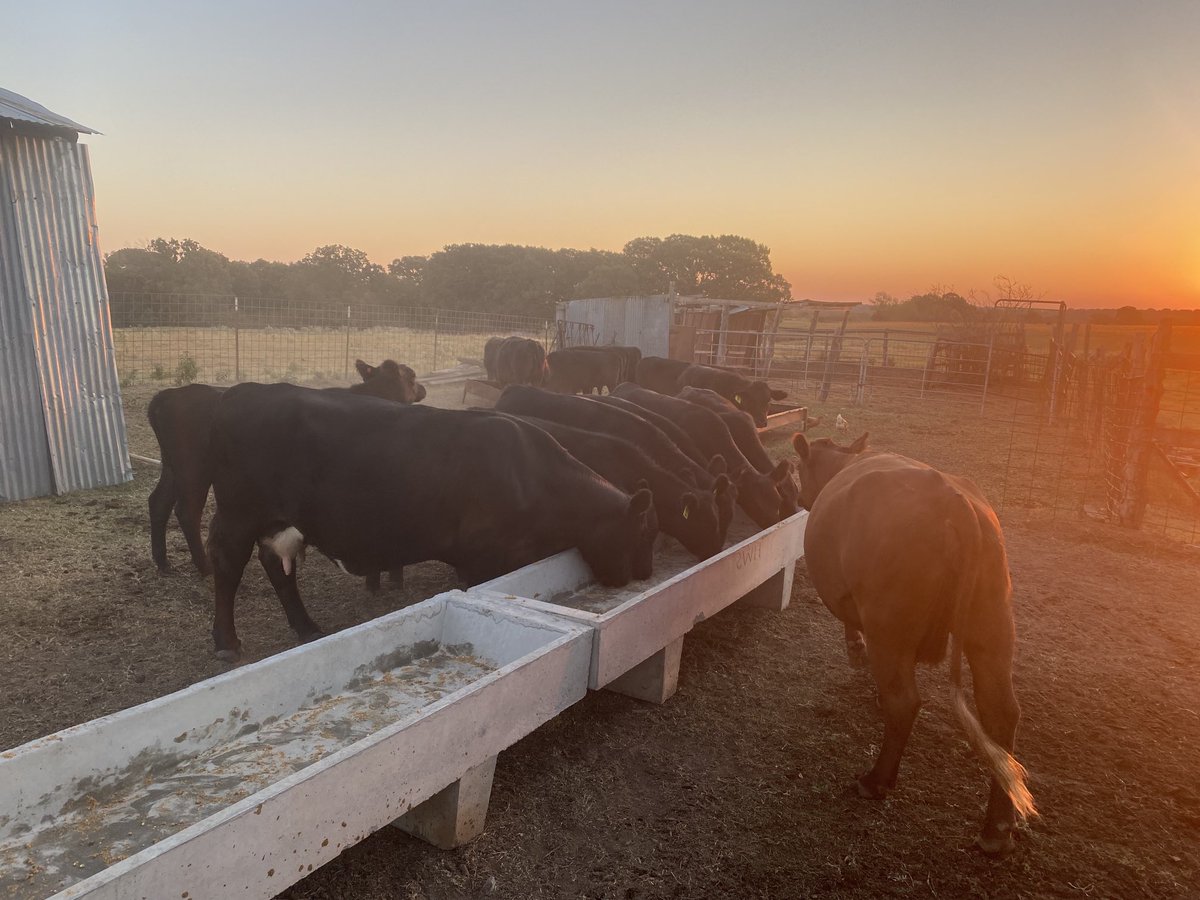 Disciple275's tweet image. Love spending some time with the cows in the cool, crisp air of an autumn morning.