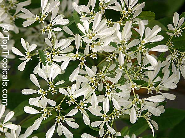 toptropicals's tweet photo. Snows of Kilimanjaro, Pascuita (#Euphorbialeucocephala). Unusual #rareshrub with tiny small leaves (decorative white bracts), white on top. Unlike many other euphorbias, this plant is fragrant. Attracts butterflies.
https://t.co/02S6TSh0Hn
#ornamentalplants
#WednesdayWisdom https://t.co/24MgxMxsF0