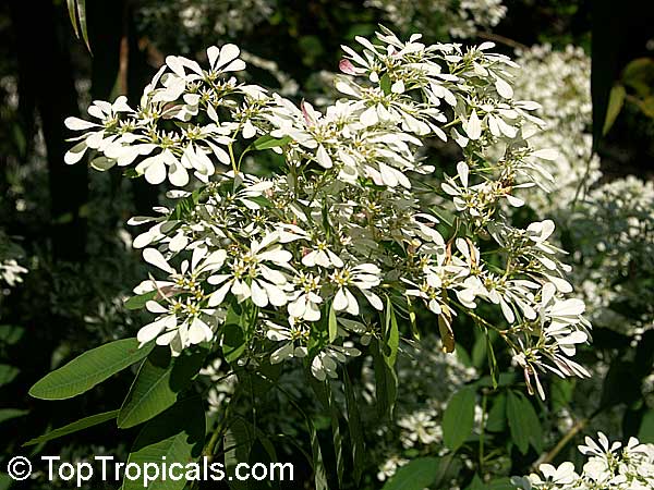 toptropicals's tweet photo. Snows of Kilimanjaro, Pascuita (#Euphorbialeucocephala). Unusual #rareshrub with tiny small leaves (decorative white bracts), white on top. Unlike many other euphorbias, this plant is fragrant. Attracts butterflies.
https://t.co/02S6TSh0Hn
#ornamentalplants
#WednesdayWisdom https://t.co/24MgxMxsF0