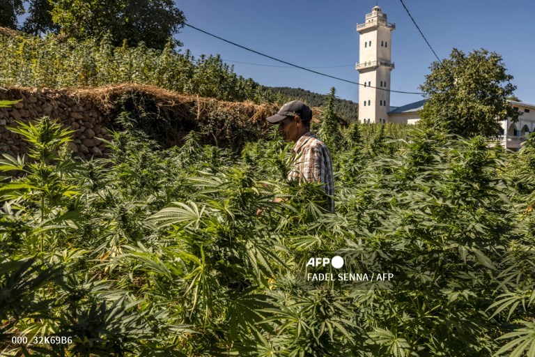 AFPphoto's tweet photo. In Morocco hills, cannabis farmers bet on budding industry. 
📸 Fadel Senna #AFP https://t.co/ODoEA7A4OB