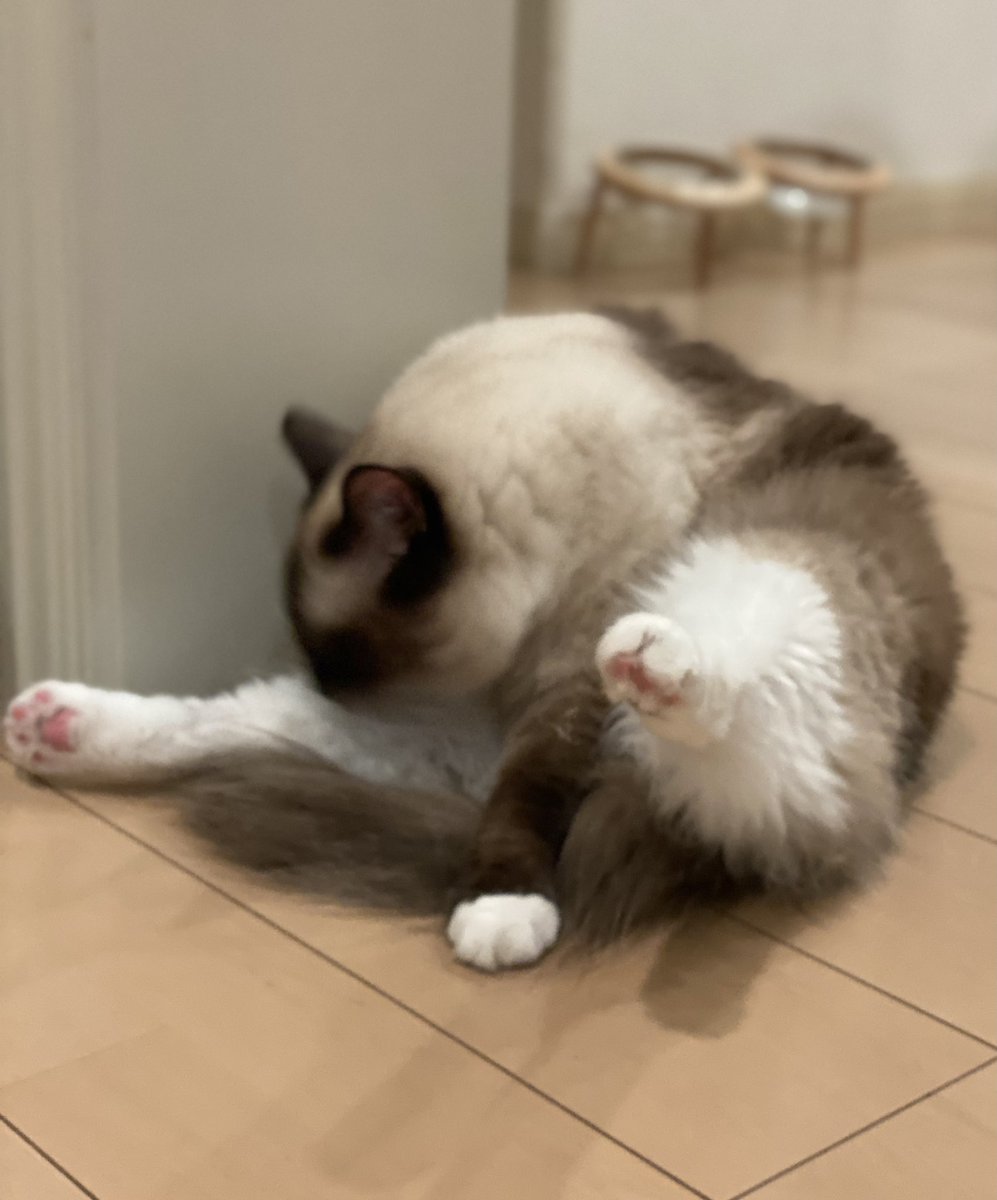 Good evening!!

#全米が泣いた股を開いたねこ選手権
#ラグドール　#猫のいる暮らし  #cat
#猫好きさんと繫がりたい  #catlover