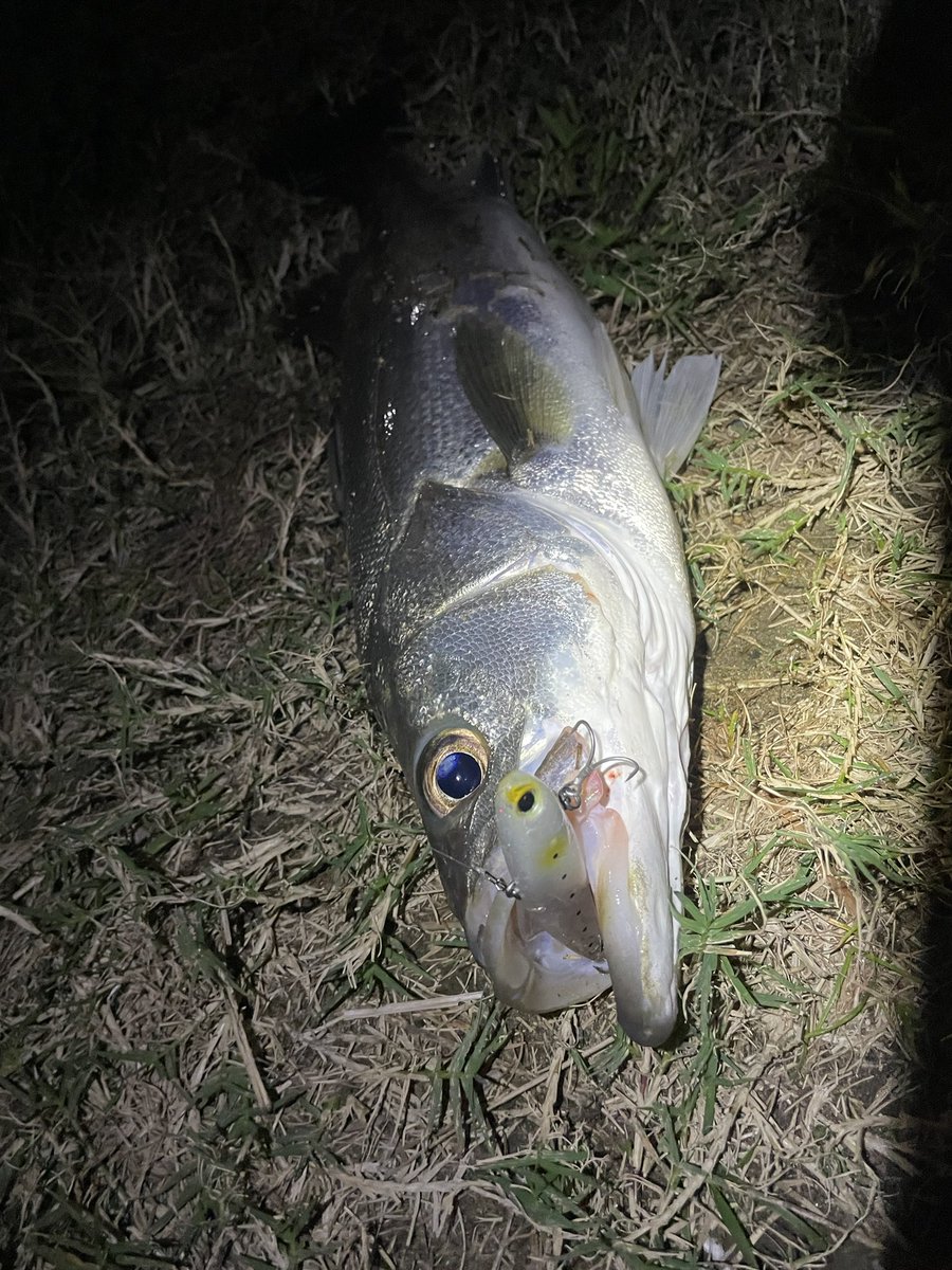 翼から譲り受けたFJ103ML。。
入魂完了❗️