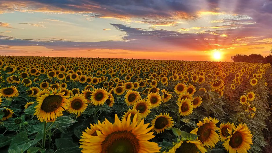 FlowerToursNL's tweet photo. In Holland, you can visit many destinations with #Sunflowers. Such as the ‘van Gogh Museum’, the ‘Kroller Muller Museum and flower auction ‘Royal Flora Holland’. 
Do you want to meet the Sunflowers, then contact us at info@flowertoursholland.com https://t.co/QA6H2EURXD