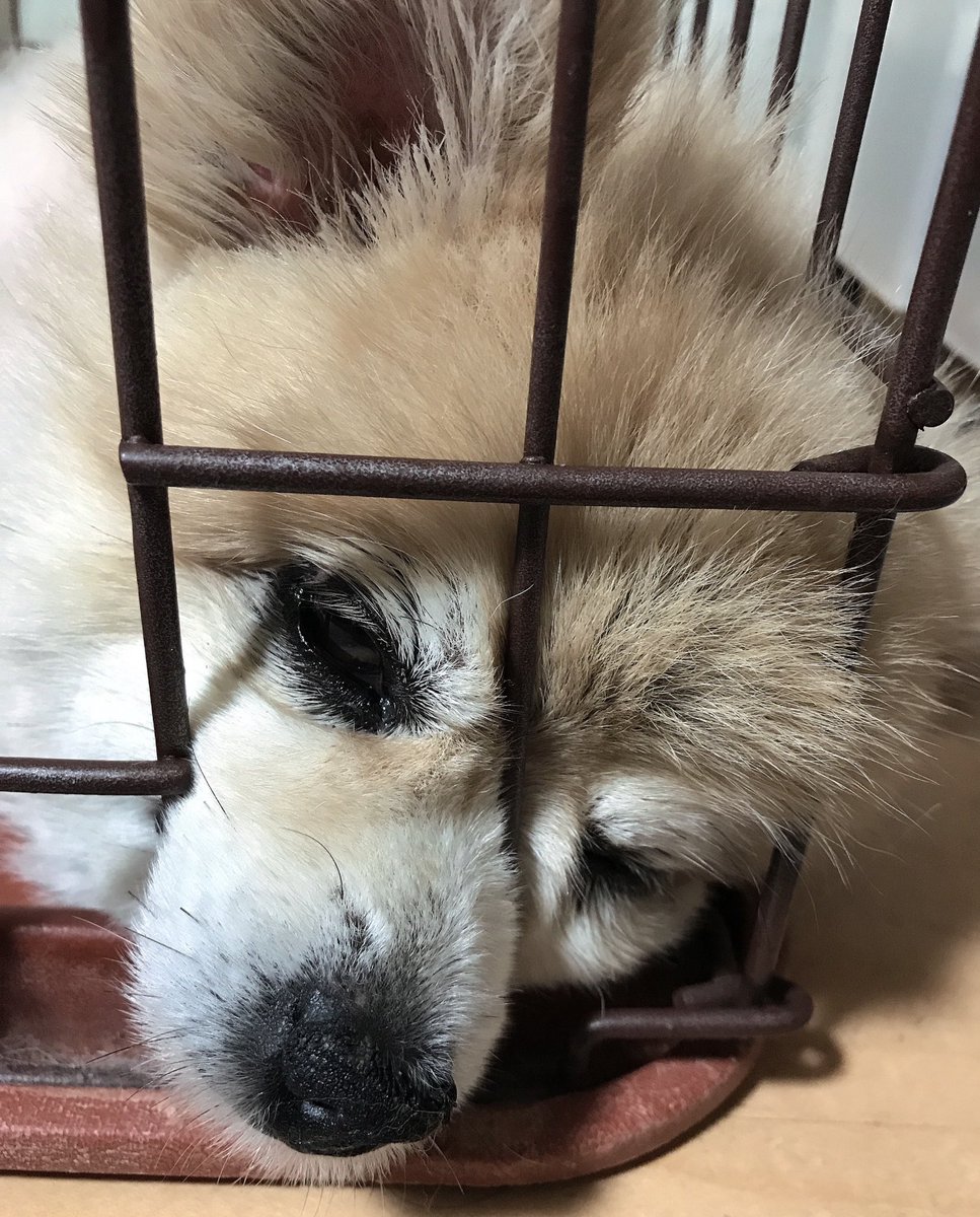 yxxcod's tweet image. おやすみなさい😪