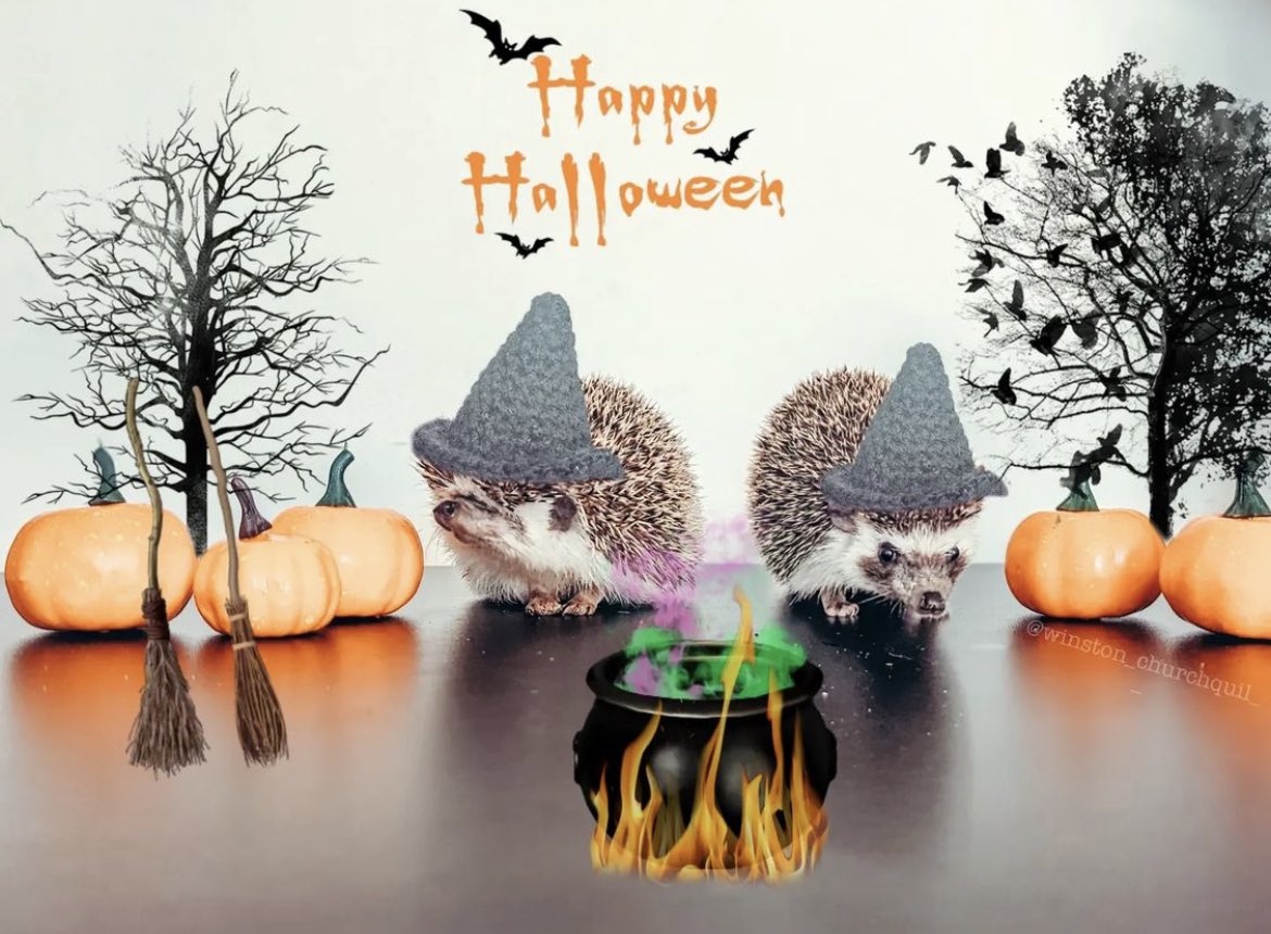 daily__hedgehog's tweet photo. Wednesday 5th October, 2022 https://t.co/2XZwZ1zXhe