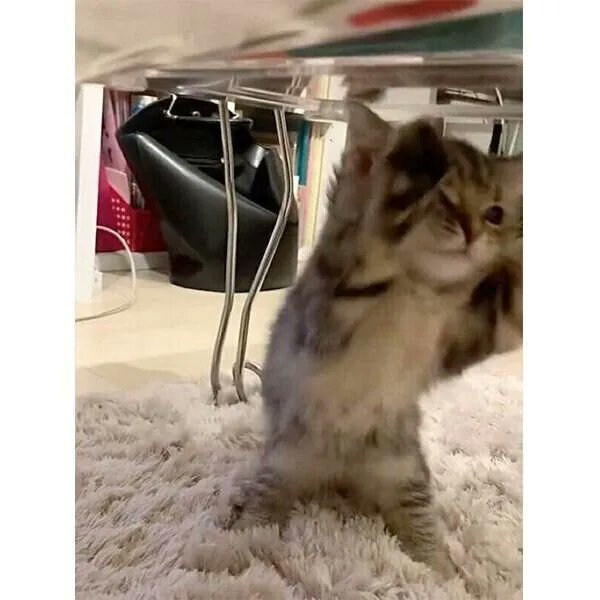 テーブルの下で「ムチムチの前足」を動かす子猫、その理由は? 必死な様子が「たまらない」と話題|ねこのきもちWEB MAGAZINE https://t.co/HvRZL3wfxS