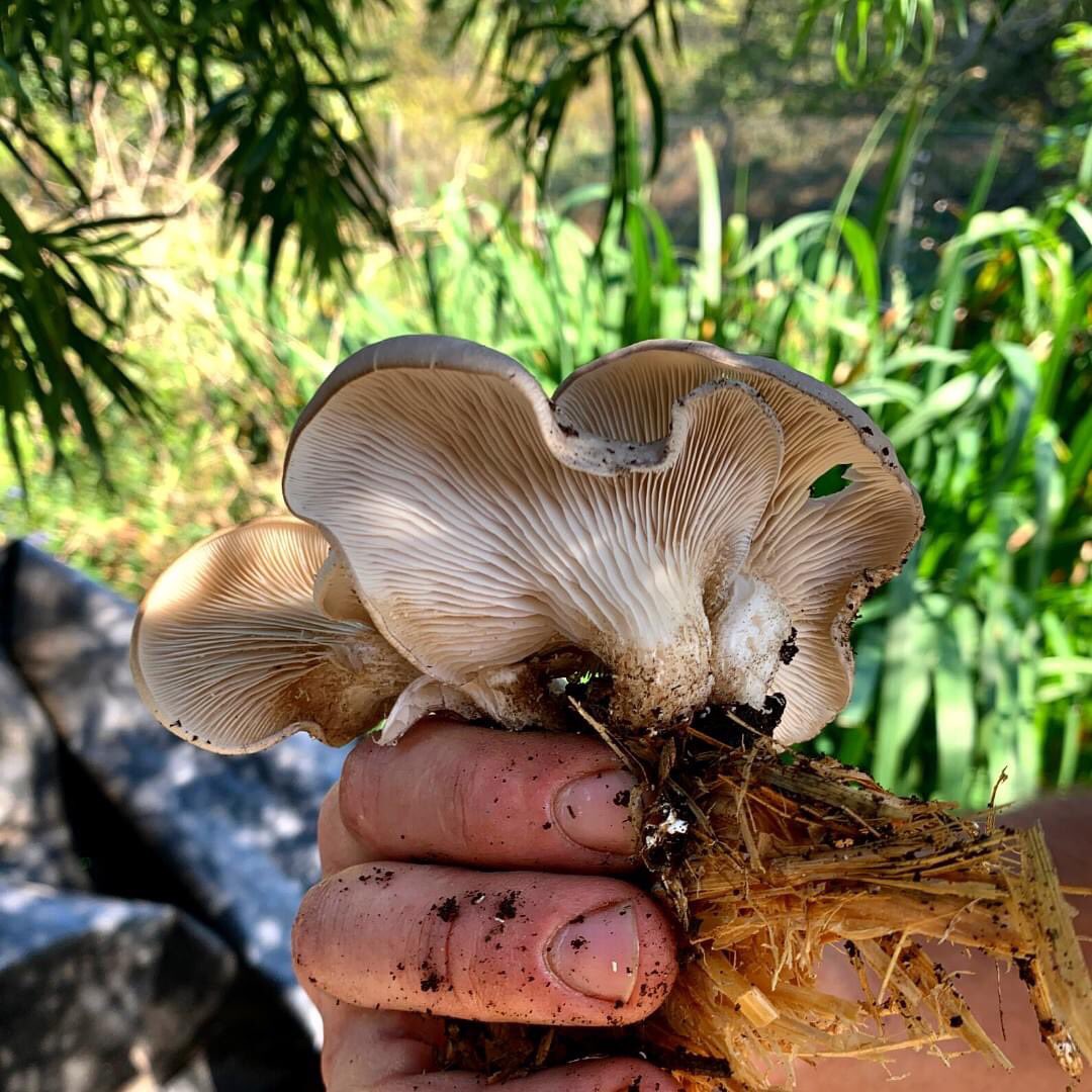 We found this big beauty on the farm the other day. 💛

Comment down below what type of mushroom she is and we’ll send you a little something to your inbox if you get it right. 😉🍄
.
.
#organicraft #mushroom #onthefarm