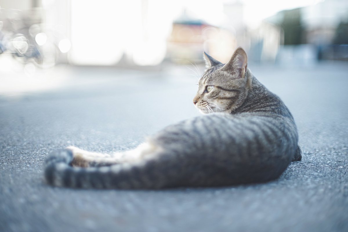222_mrn's tweet photo. ご近所猫¾ https://t.co/yX2GzKgDN9