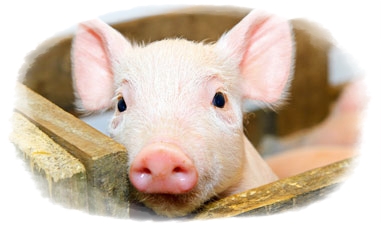 love pigs 🧡 don't eat them 🐷 #GoVegan