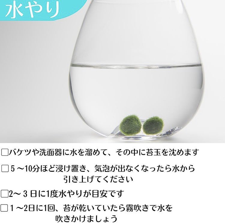 SmartTerra_JP's tweet photo. 「苔玉　育て方」 https://t.co/GuaTDTndsc