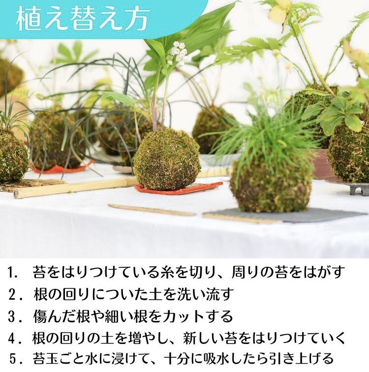 SmartTerra_JP's tweet photo. 「苔玉　育て方」 https://t.co/GuaTDTndsc