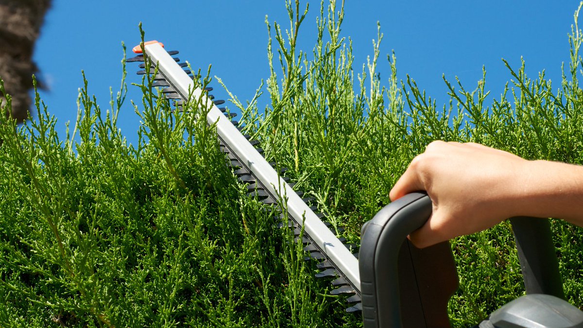 Be sure to prune any of your tall #hedging plants this month whilst they're dormant, and the weather isn't too cold!🍃 And of course, don't forget to give the garden one last watering before the temperatures drop too low...
#wednesdaywisdom #gardeningadvice #toptips #getplanting