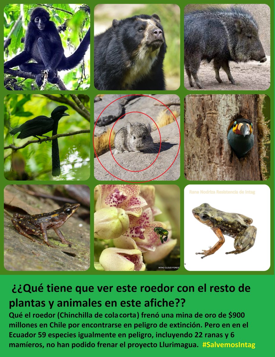 CarlosToisan06's tweet photo. En Ecuador, CODELCO es una amenaza para la vida
@GustavoManriq_M @Maisa_Rojas @MMAChile 
Con su proyecto Llurimagua amenaza a 4 comunidades, y a 16 especies de mamíferos, 22 ranas, 2 reptiles, 10 plantas (8 orquídeas), 6 aves, 2 árboles, y 1 pez en peligro de extinción 
@biobio https://t.co/sq8KJKfH8v