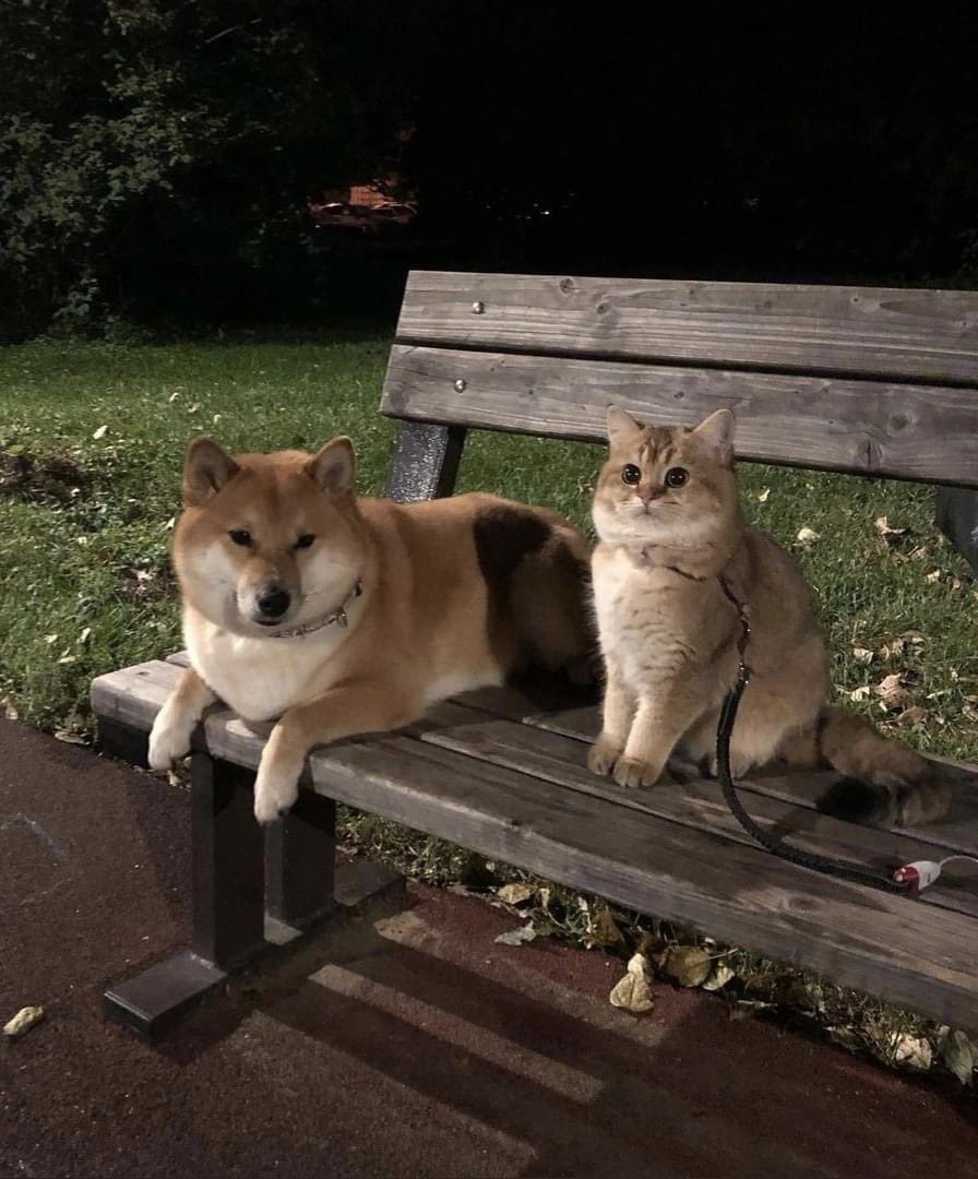 Kad na prvom dejtu znate da niste jedno za drugo 🐶😾