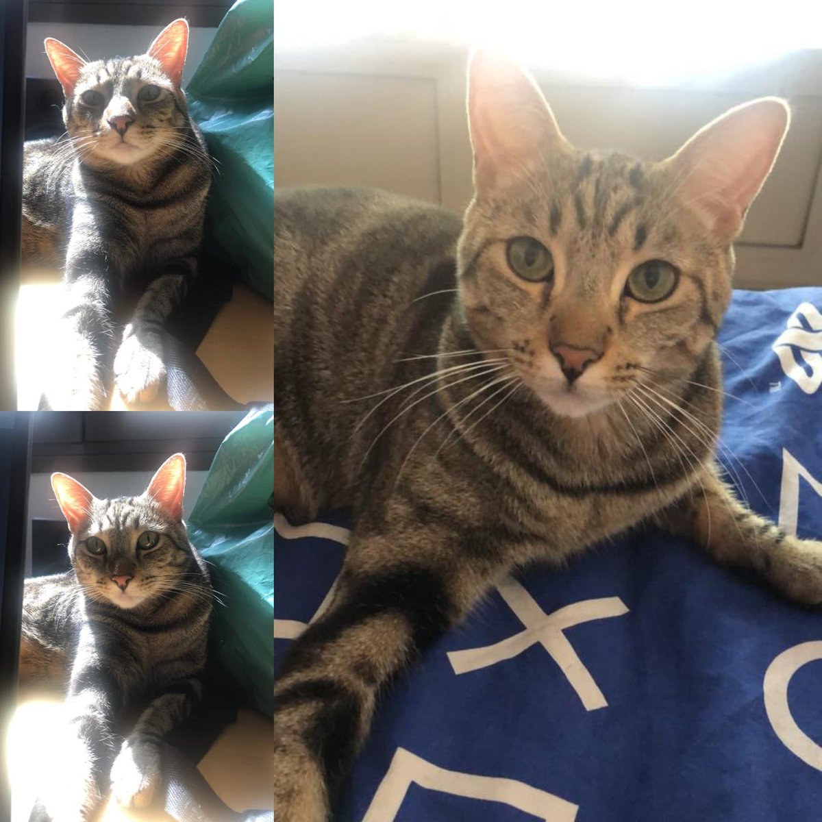 Hola! Me llamo Hans☺️
(Bran para los amigos, ya que cuando me acogieron llegué con un problema en la caderita, del que ya estoy 100% recuperado)
Soy un  bebé cariñoso, juguetón, me llevo genial con los perros y me encantan los humanos 
Estoy buscando casita de acogida