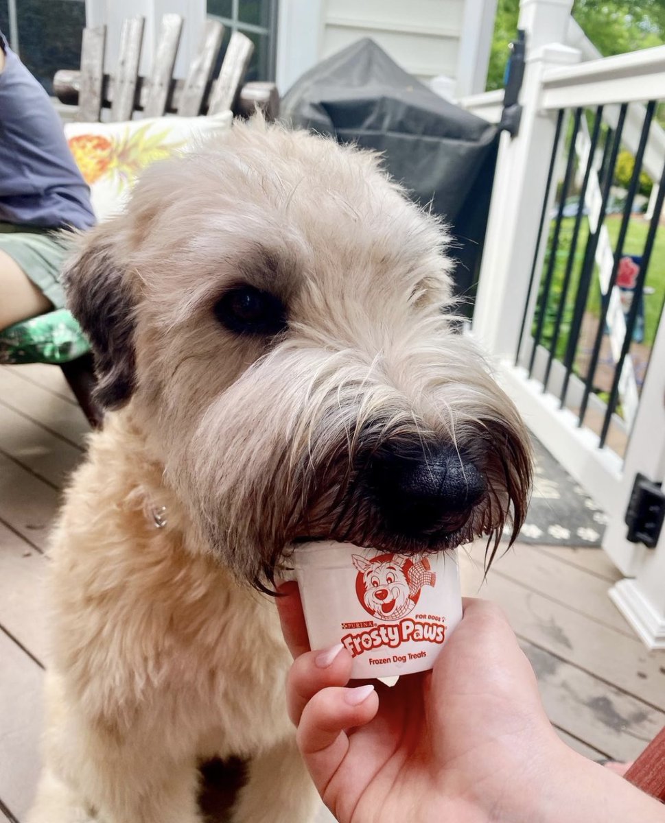Love at first lick. 😋  #WoofWednesday

📸: marshallthewheaten (on Instagram)
