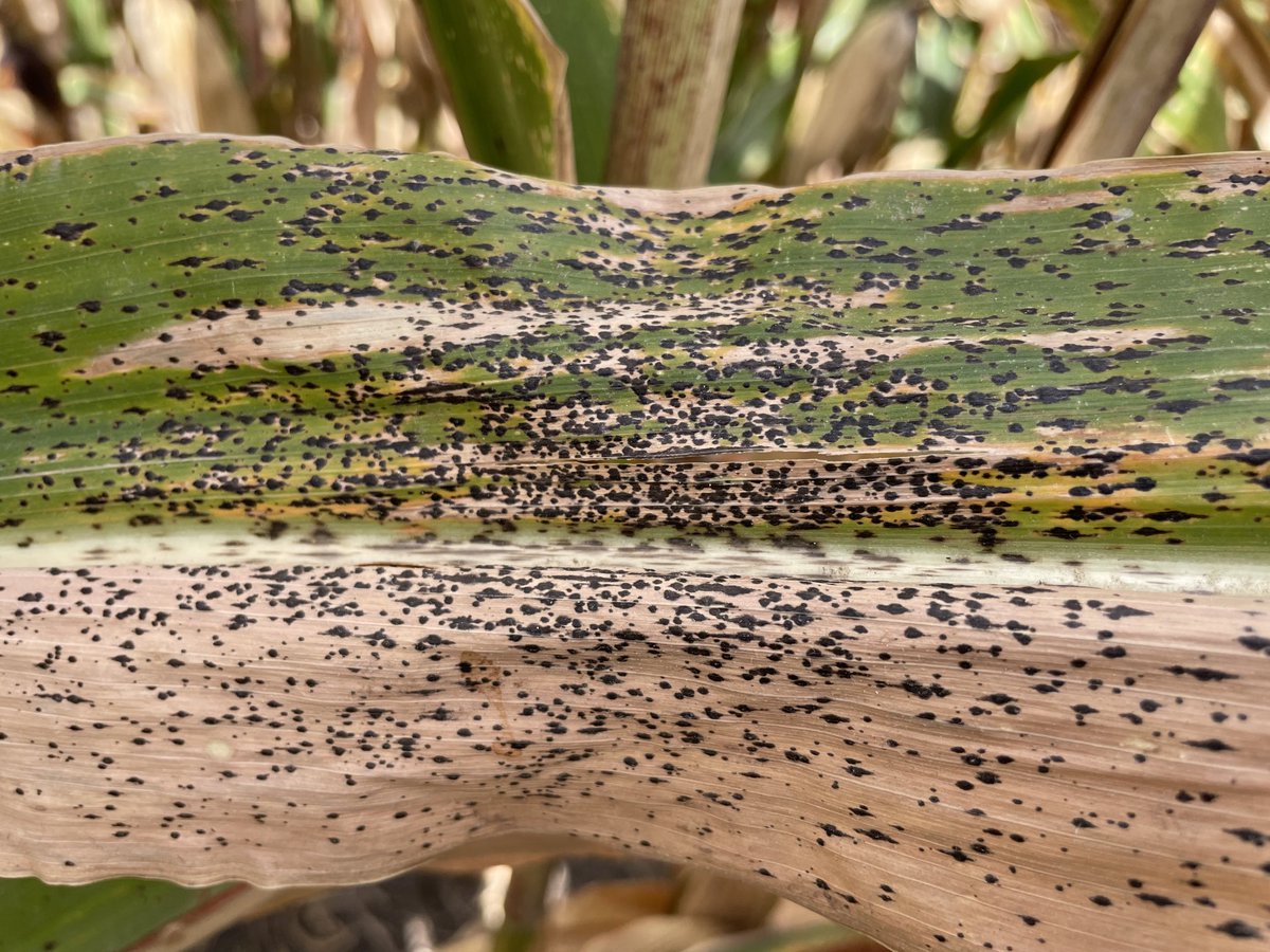 I was hoping to go all season without finding this. Dodge Co. Nebraska #tarspot
