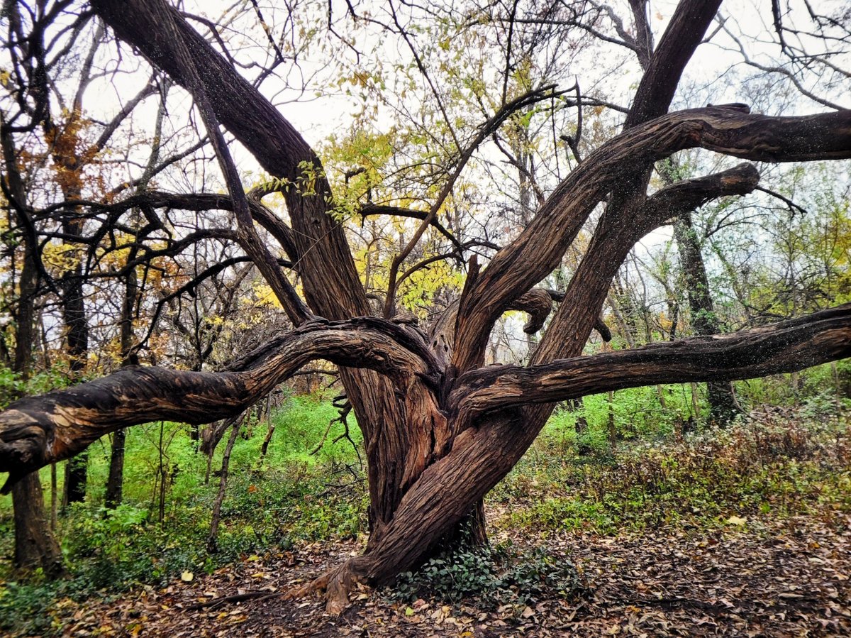 Jackson County MO tweet media