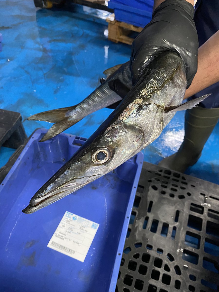 pescadors_roses's tweet photo. ℹ️ Coneixeu l’Espet? L’heu provat?
ℹ️ Conocéis el Espetón? Lo habéis probado?
#peix #pescadorsderoses #pesca #pescadorsderoses #peixfresc #peixkm0 #peixkm0cat #aRoses #costabrava #barco #chef #xef #horeca #ventadetall #ventaalmajor #restaurant #espet #espeton #barracuda https://t.co/qhAePBw3SX