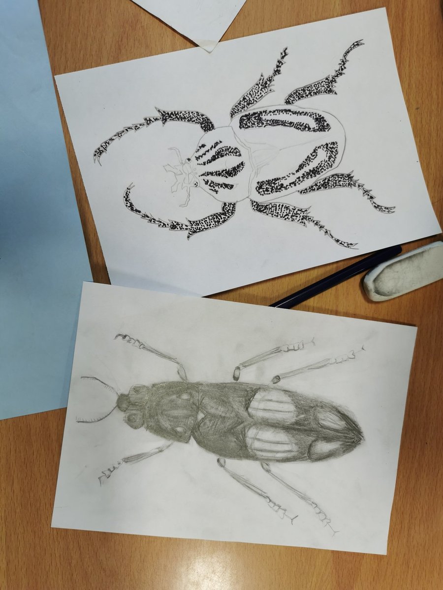 MrsGMcPherson's tweet photo. 1P5 have absolutely blown me away with their tonal insect drawings! Will definitely be getting these up on display 🪲🦗🐞🐜 #artanddesign #itsSLC #bugs #drawing #tonaldrawing https://t.co/lWJNWK9kn1