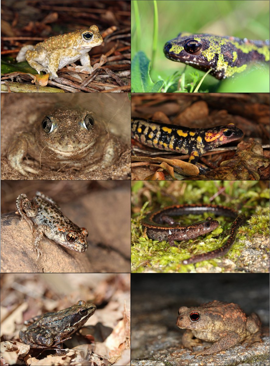 Glad to be back from an impromptu fieldtrip in northwestern Iberia to conclude a great 3-year sampling campaign of midwife toad hybrid zones with <a href="/JohannaAmbu/">Johanna Ambu</a>!
Who would have thought so see so many amphibians around in October :)