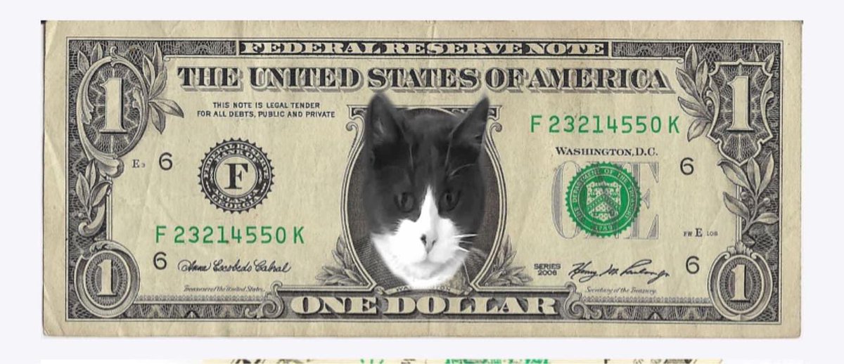 Cat universe (@catuniverse9cat) on Twitter photo 